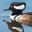 Hooded Merganser