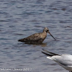 Black-tailed Godwit; Aguja Colinegra