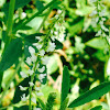 White Sweet Clover