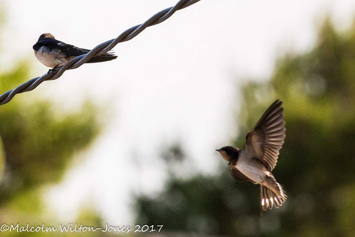 Barn Swallow; Golondrina Común