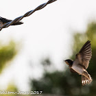 Barn Swallow; Golondrina Común