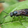 Black-banded spider wasp.