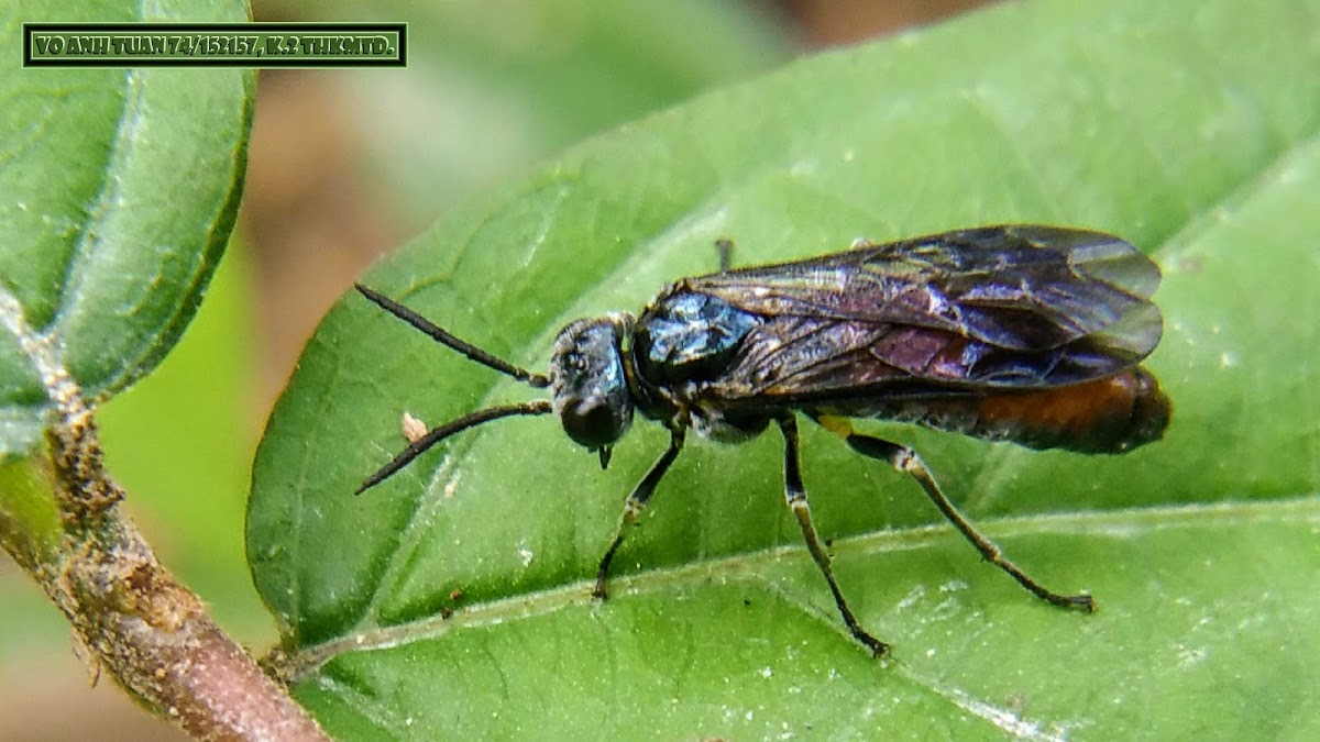 Black-banded spider wasp.