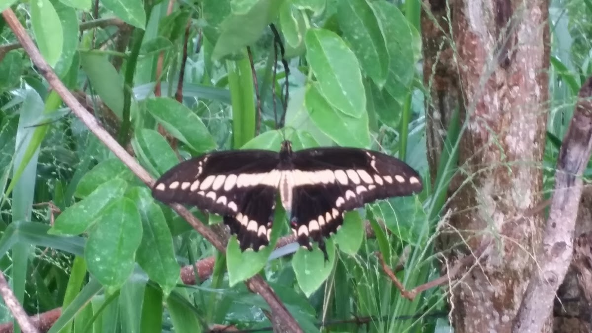 Giant Swallowtail