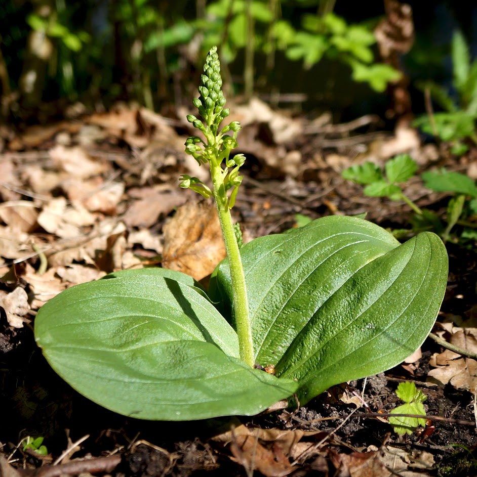 blad en groeiwijze