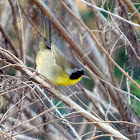 Common Yellowthroat