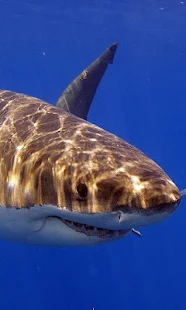 Shark Wallpaper(圖7)-速報App