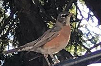 American Robin