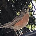 American Robin