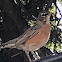 American Robin