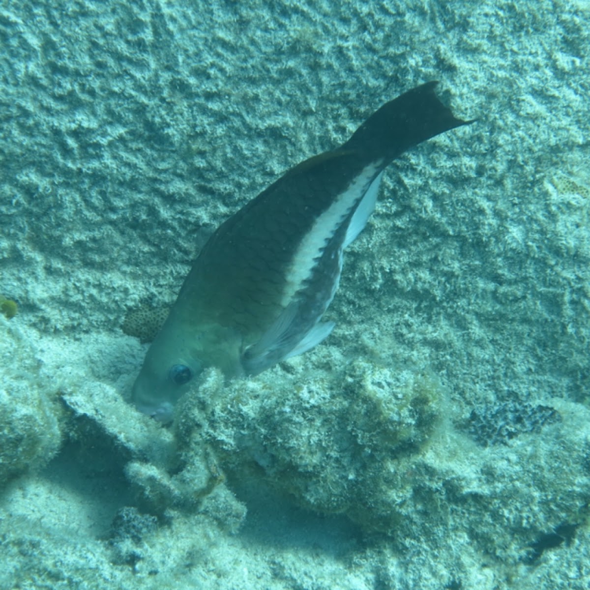 Queen Parrotfish      Initial phase