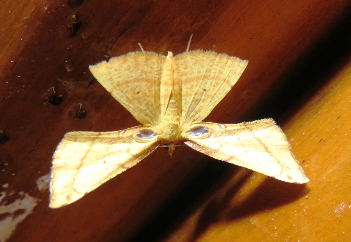 Geometrid Moth