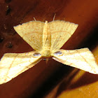 Geometrid Moth