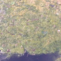 Filamentous algae