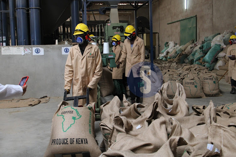 Workers at the coffee milling and grinding facility during a tour at Dandora New KPCU, Nairobi on February 26, 2024.