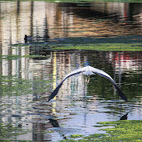 e il fiume si trasforma. di 