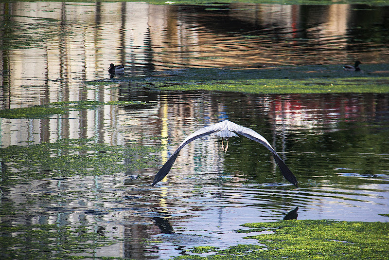 e il fiume si trasforma. di Naldina Fornasari