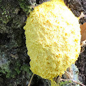 Dog Vomit Slime Mold