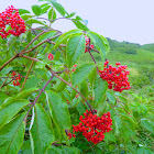 Red Elderberry