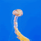 AI imagined jellyfish — seamless animation video loop #2