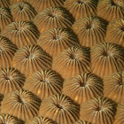 Great Star Coral