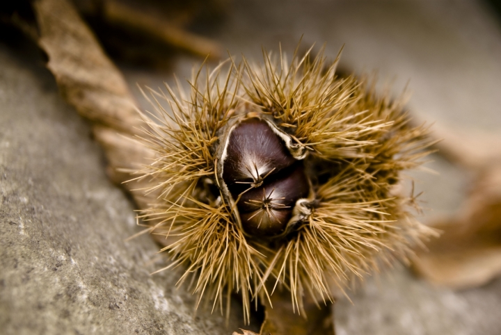 UNA QUESTIONE SPINOSA... di Tiziana Detoni