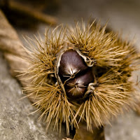 UNA QUESTIONE SPINOSA... di 