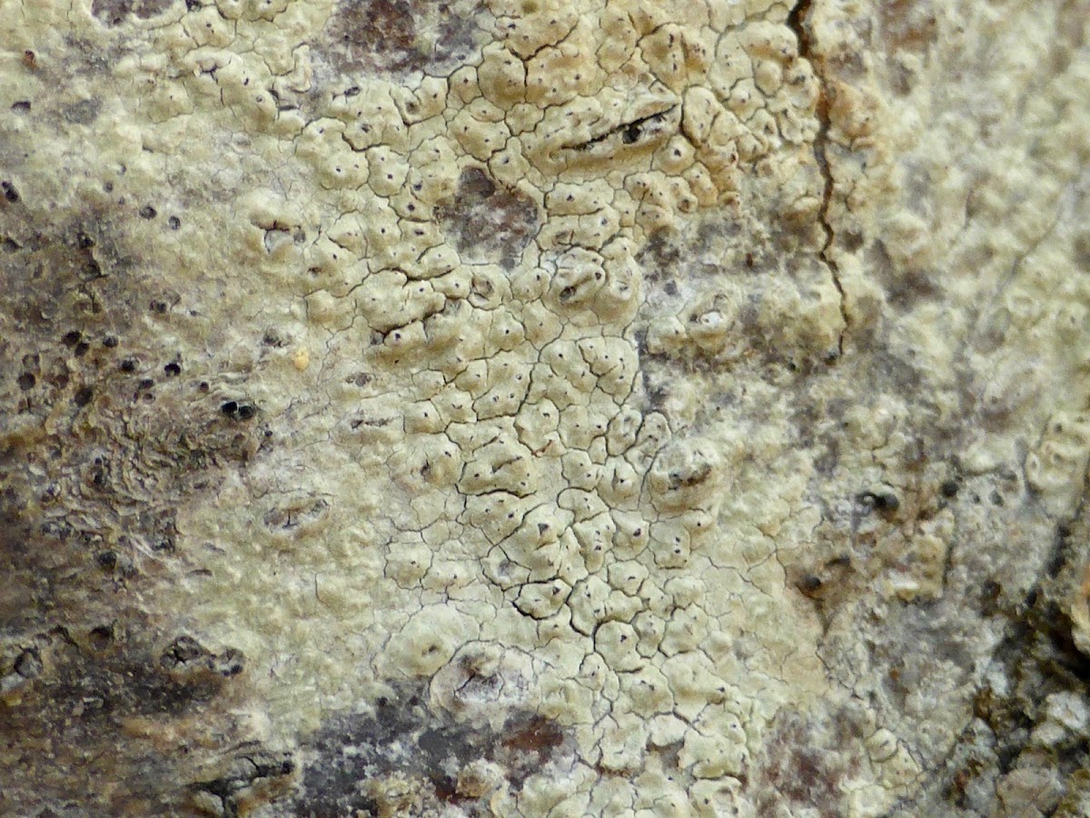 Wart Lichen