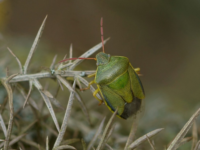 Gorse Shieldbug