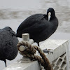 Australian Coot