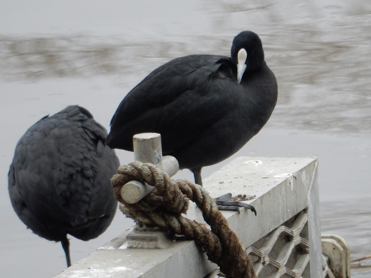 Australian Coot