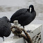 Australian Coot