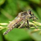 Robber Fly