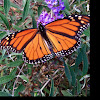 Monarch butterfly