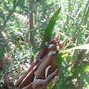 Ceanothus Silkmoth