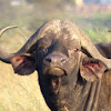 Cape buffalo