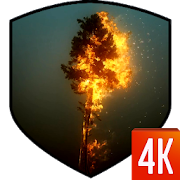 Tree 3D Video Wallpaper  Icon