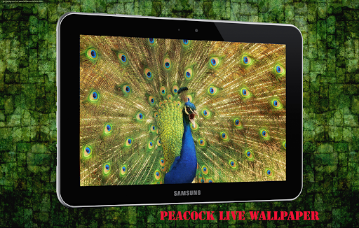 Peacock Live Wallpaper