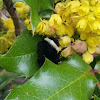 Yellow faced bee