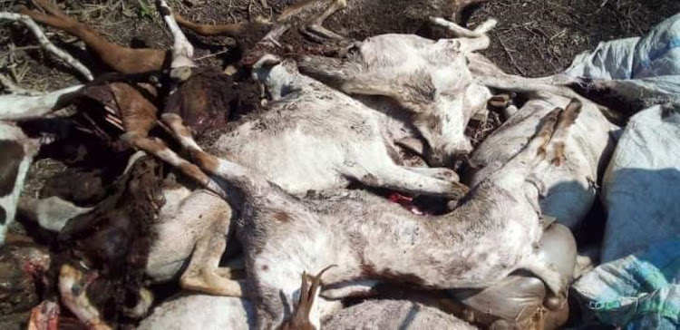 The killed sheep and goats on the farm belonging to Lemomo Leposo in Olgulului group ranch, Kajiado South in April, 2023.