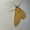 Tiger moth