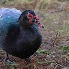 Muscovy Duck