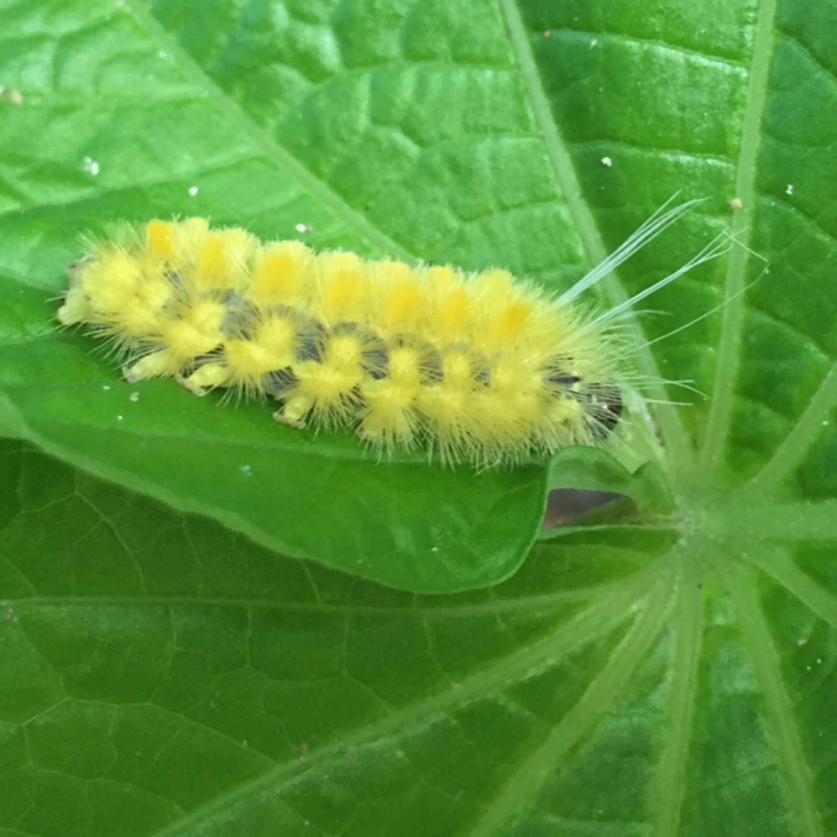 Lophocampa modesta