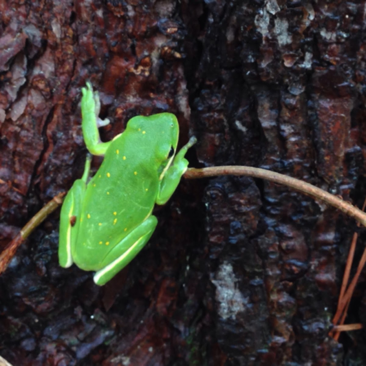 American Green Tree Frog