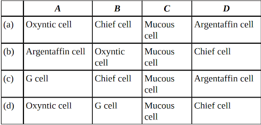 Physiology Of Digestive System