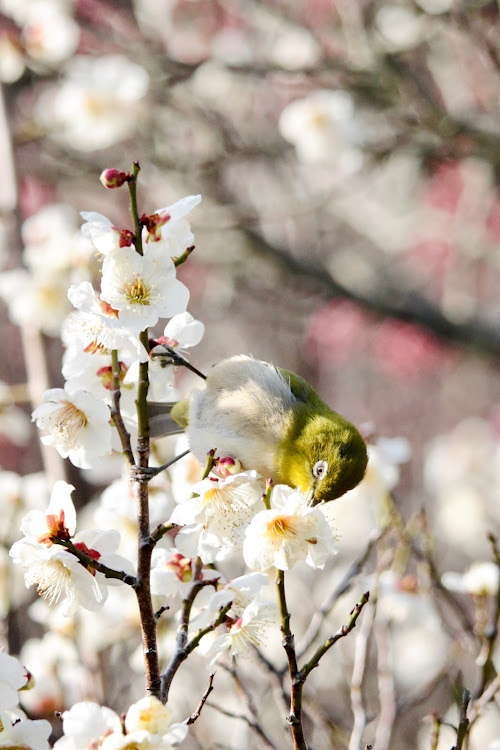 ハリアーの#80ハリアー・E-Four・ハリアーのある生活・梅とコラボ・愛車の半顔が見たいに関するカスタム事例の投稿画像5枚目