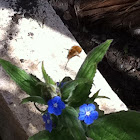 Bee Fly