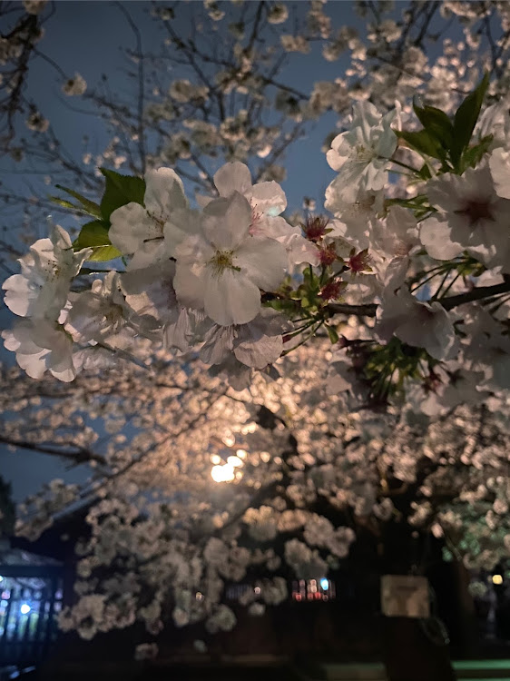 147の桜とコラボ・夜桜・水たまりフレクションに関するカスタム事例の投稿画像3枚目