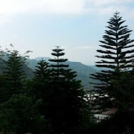 台灣農林熊空茶園