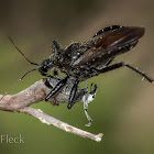 Black Assassin Bug